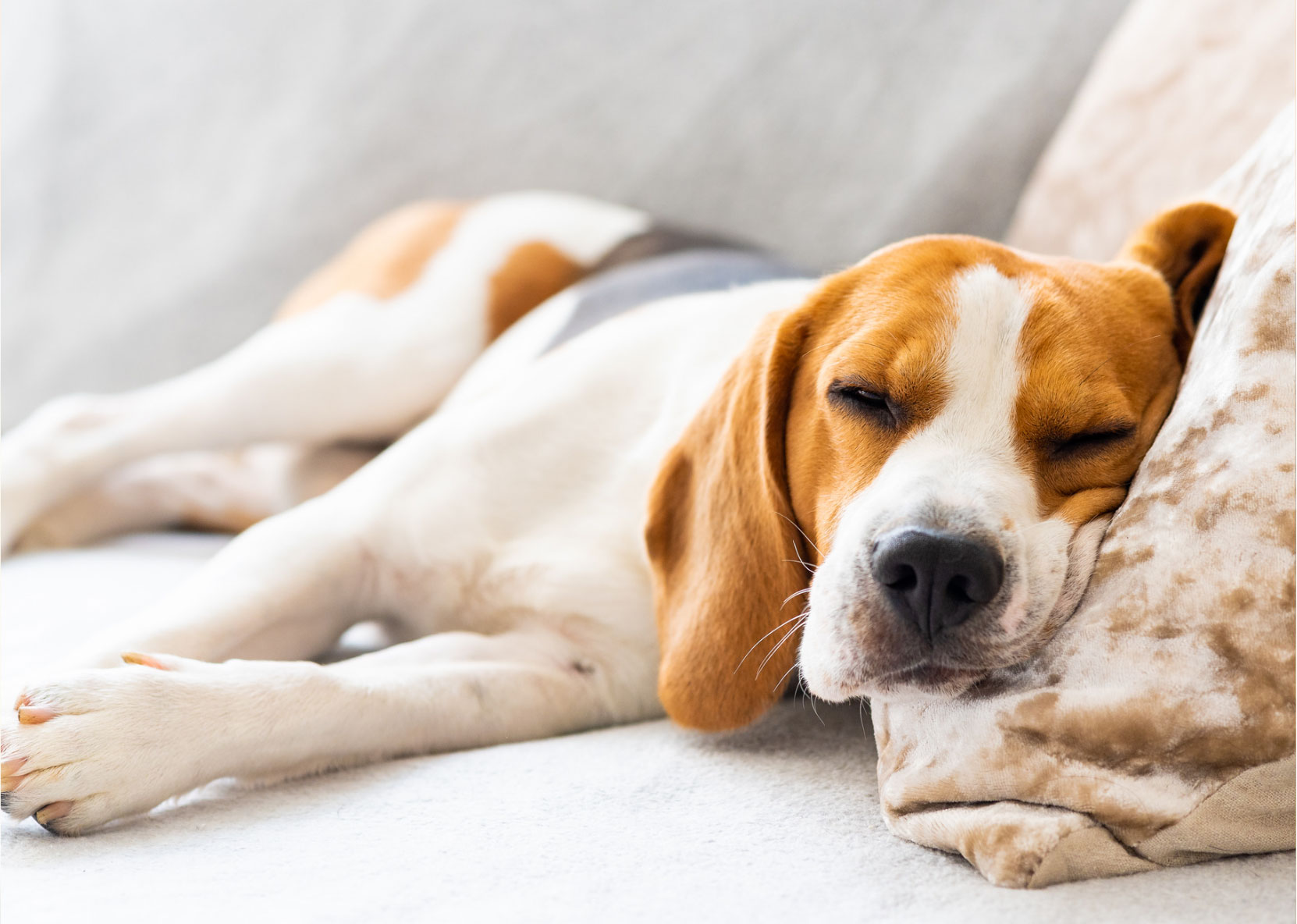 Cute Dog taking a nap